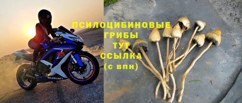 Псилоцибиновые грибы Psilocybe  МЕГА онион  Дедовск 